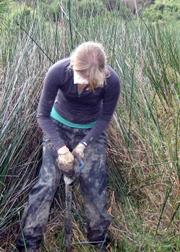 McCaghey gets muddy planting hundreds of needlegrass plants. Goggles protect her eyes from the grass's sharp edges.